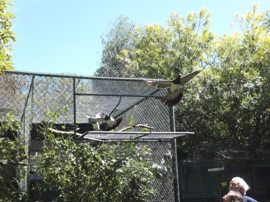 releasing kereru